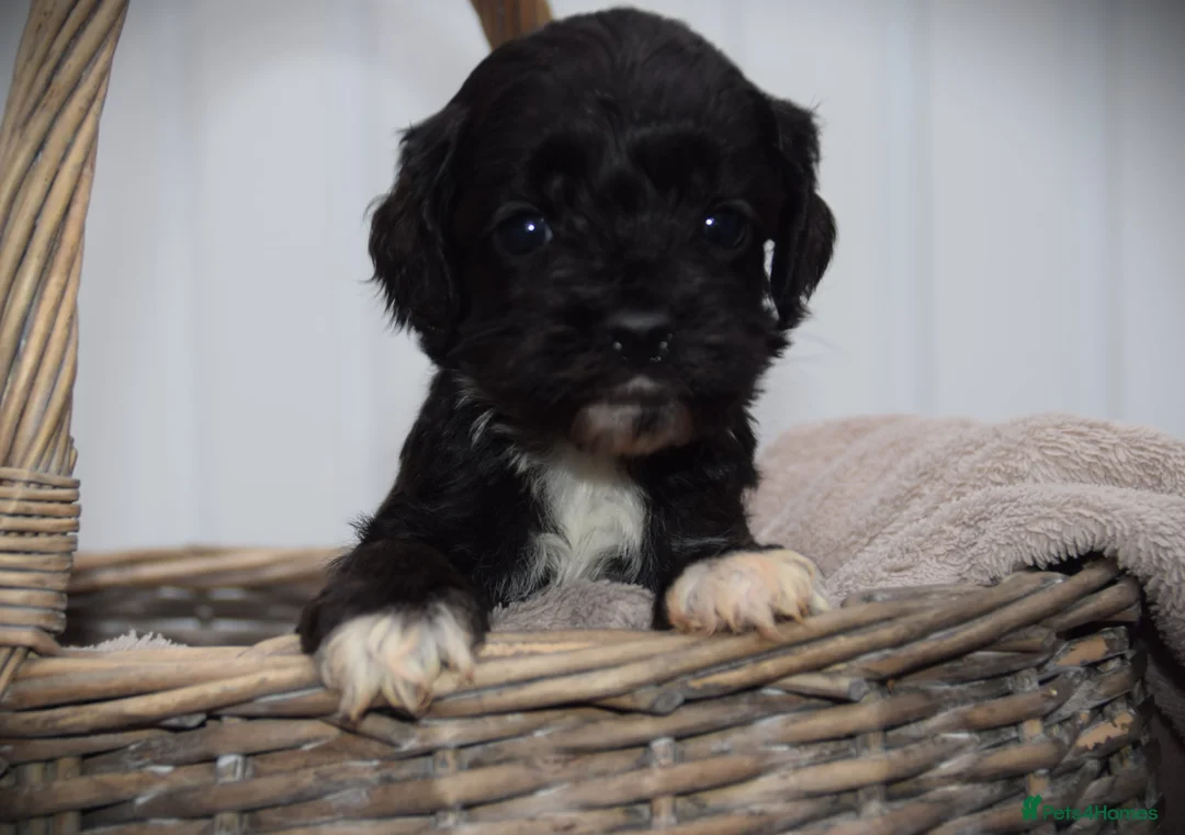 Cockapoo dogs for sale:  cockapoo one beautiful blacl and white girl left - Advert 20