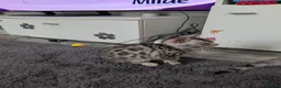 Bengal cats for sale: Beautiful Bengal kittens - Advert 16