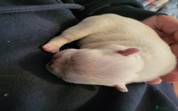 French Bulldog dogs for sale: Female White french bulldog - Image 7