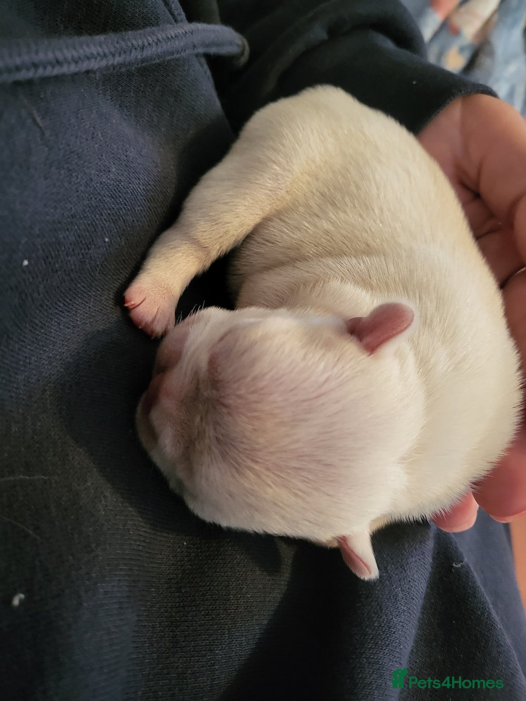 French Bulldog dogs for sale: Female White french bulldog - Image 7