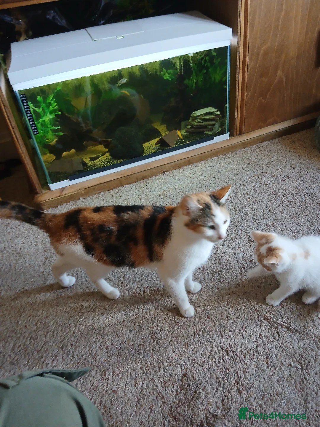 Mixed Breed cats for sale: Female torty - Advert 3