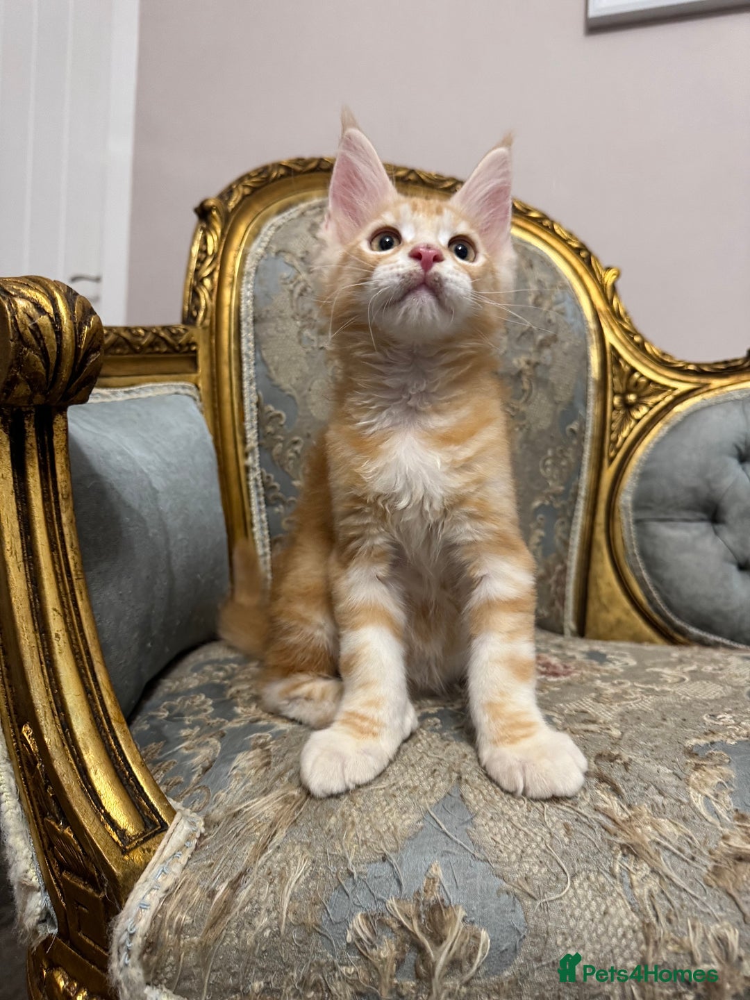 Maine Coon cats for sale: Maine Coon Kittens 🏆 20+ gen 🧬 Full Pedigree - Advert 16