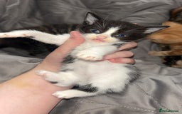 Mixed Breed cats for sale: Kittens  - Image 6