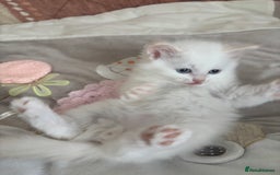 Siberian cats for sale: GCCF Registered Siberian Neva Masquerade Kittens  - Image 2