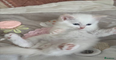Siberian cats - Advert 6