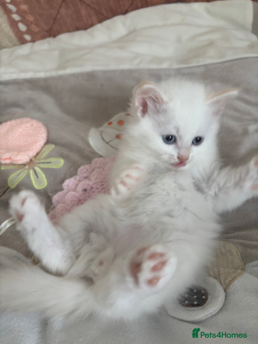 Siberian cats for sale: GCCF Registered Siberian Neva Masquerade Kittens  - Image 2