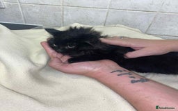 Mixed Breed cats for sale: Beautiful rag doll cross kittens - Image 10