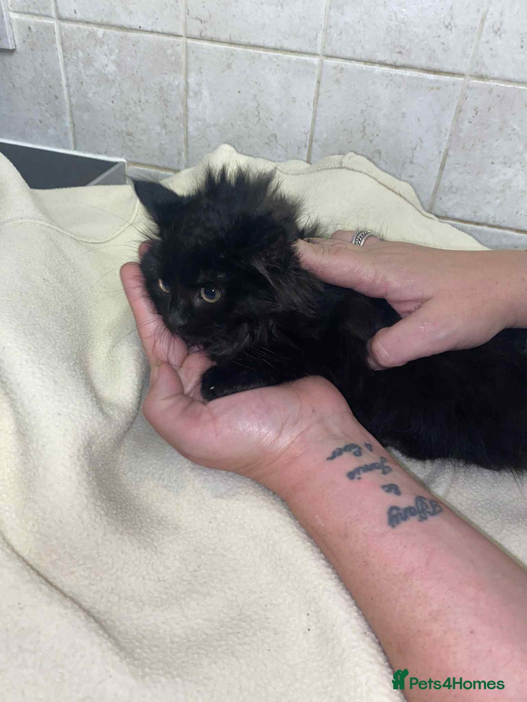 Mixed Breed cats for sale: Beautiful rag doll cross kittens - Image 10