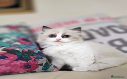 Ragdoll cats for sale: Three Ragdoll kittens - Image 23