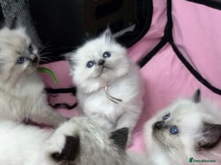 Ragdoll cats Ragdoll kitten last blue point girl left 🙏🏻💜 - Advert 4