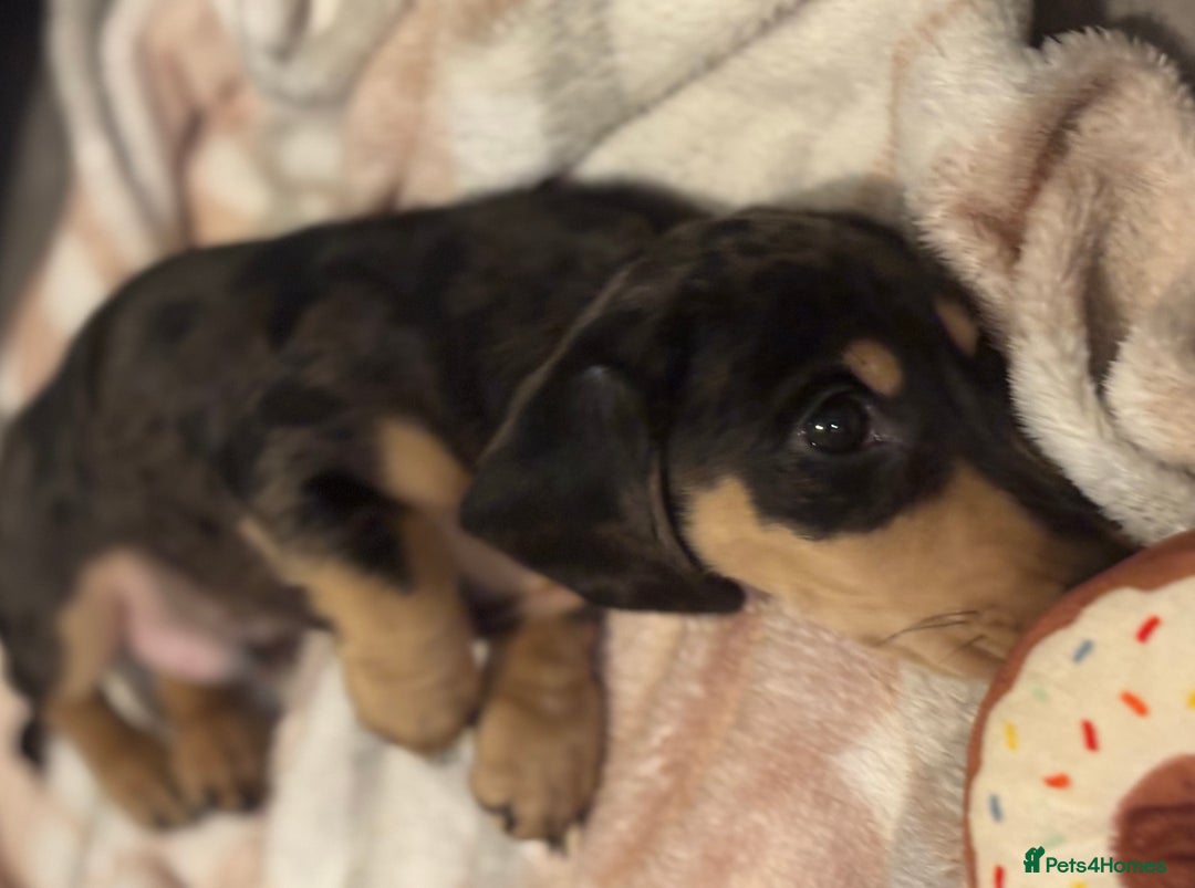 Miniature Dachshund dogs for sale: KC Registered Miniature dachshund  - Advert 4