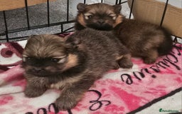 Pomeranian dogs for sale: Tiny beautiful pom girls  - Image 1