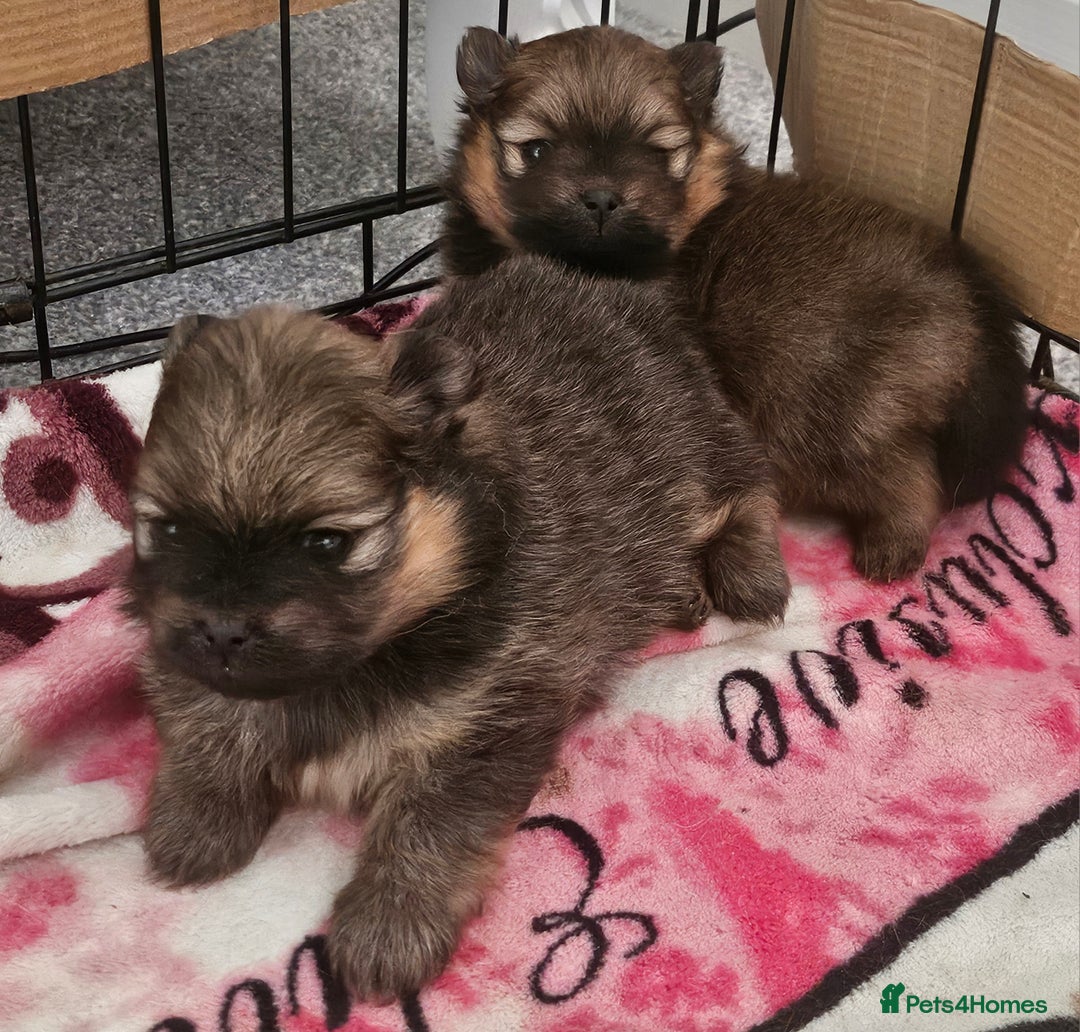 Pomeranian dogs for sale: Tiny beautiful pom girls  - Image 1