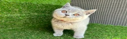 British Shorthair cats for sale: STUNNING BRITISH SHORTHAIR KITTENS GCCF REG - Advert 2
