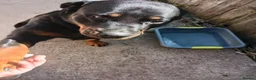 Rottweiler dogs for sale: 2 year old Rottweiler girl  in Loughborough - Advert 3