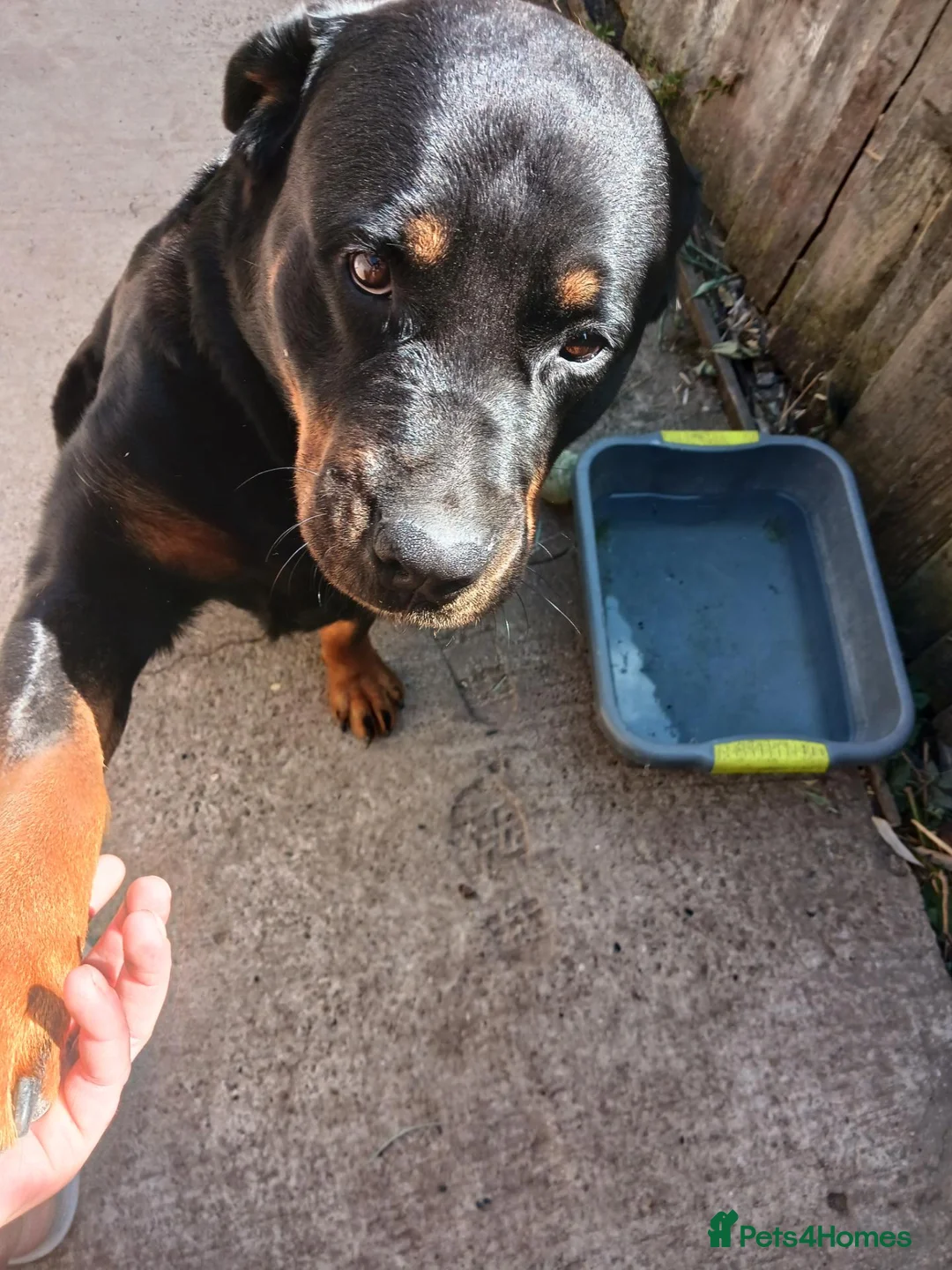Rottweiler dogs for sale: 2 year old Rottweiler girl  in Loughborough - Advert 3