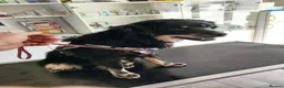 Mixed Breed dogs for adoption: Alexander - Advert 3