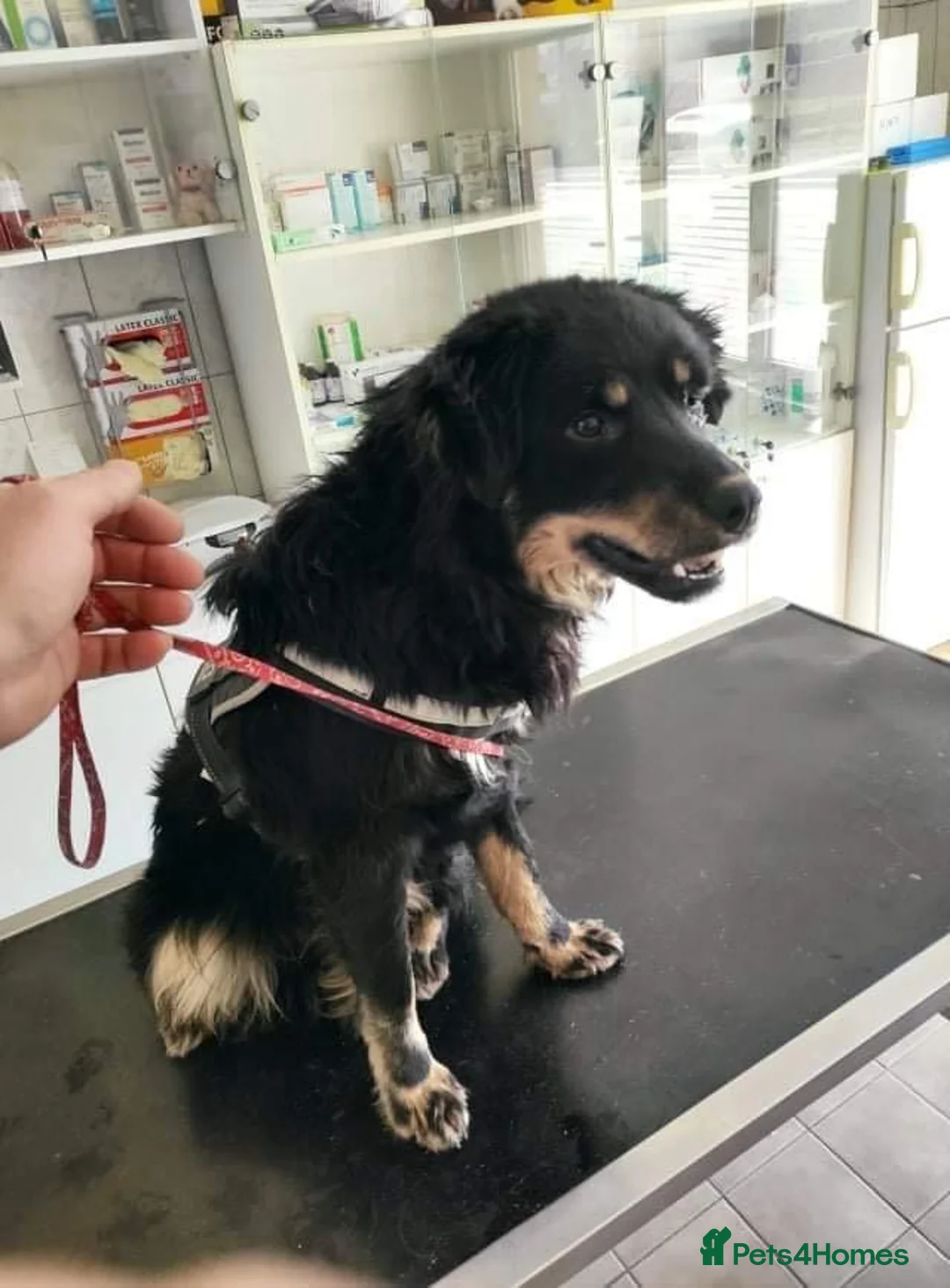 Mixed Breed dogs for adoption: Alexander - Advert 2