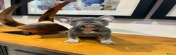French Bulldog dogs for sale: French bulldog puppies - Advert 6