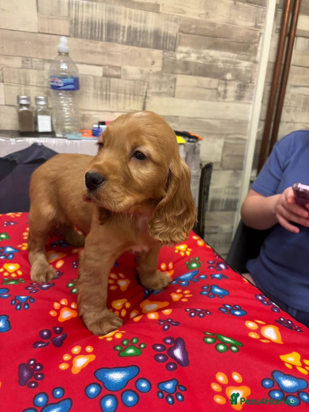 Cocker Spaniel dogs for sale: Cocker spaniels  - Advert 6