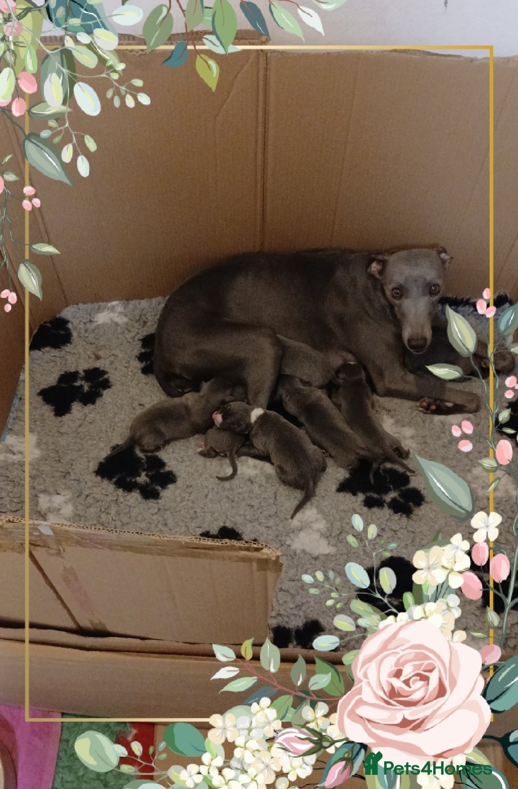 Whippet dogs Last blue female puppy  - Advert 1