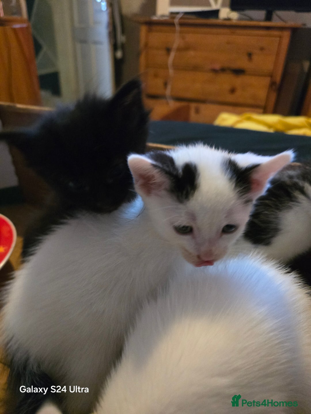 European cats for sale: M9 4ED in Manchester - Image 7