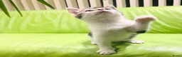 Mixed Breed cats for sale: Kittens for sale ,mixed breed, wonderful behaviour - Advert 27