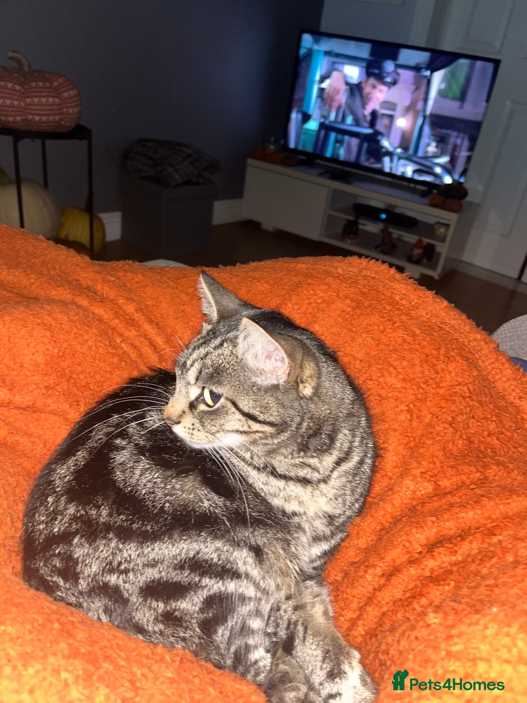 Mixed Breed cats for sale: Female Ragdoll cross - Advert 3