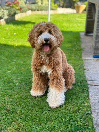 Gallery Image {{count}}