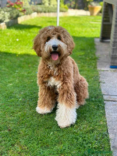 Gallery Image {{count}}