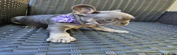French Bulldog dogs for sale: 🐾French Bulldog Puppies for sale🐾 - Advert 15