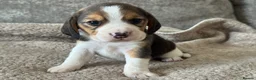 Beagle dogs for sale: TRUE SHOW TYPE KC REGISTERED BEAGLES - Advert 22