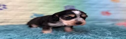 Cocker Spaniel dogs for sale: Kc registered show cocker spaniels  - Advert 5