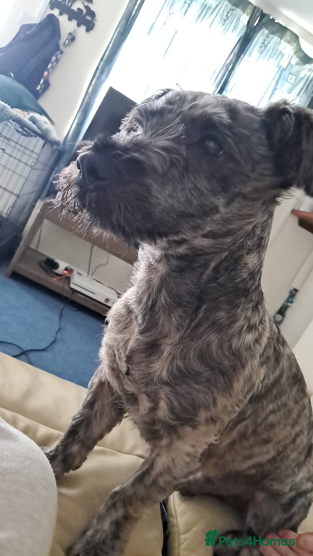 Mixed Breed dogs for sale: Westie cross  - Image 4