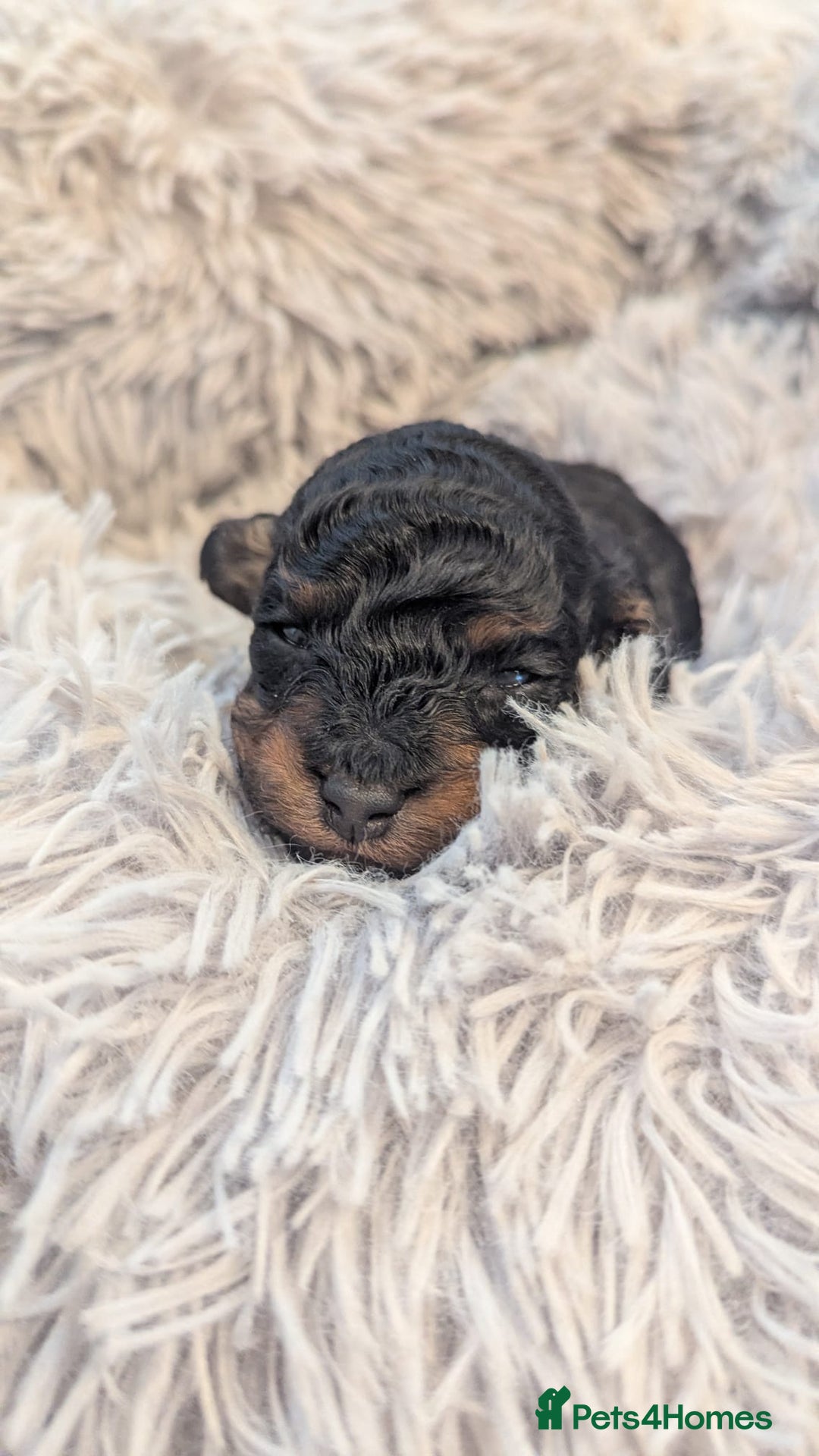 Toy Poodle dogs for sale: 3 Beautiful Boys  - Image 5