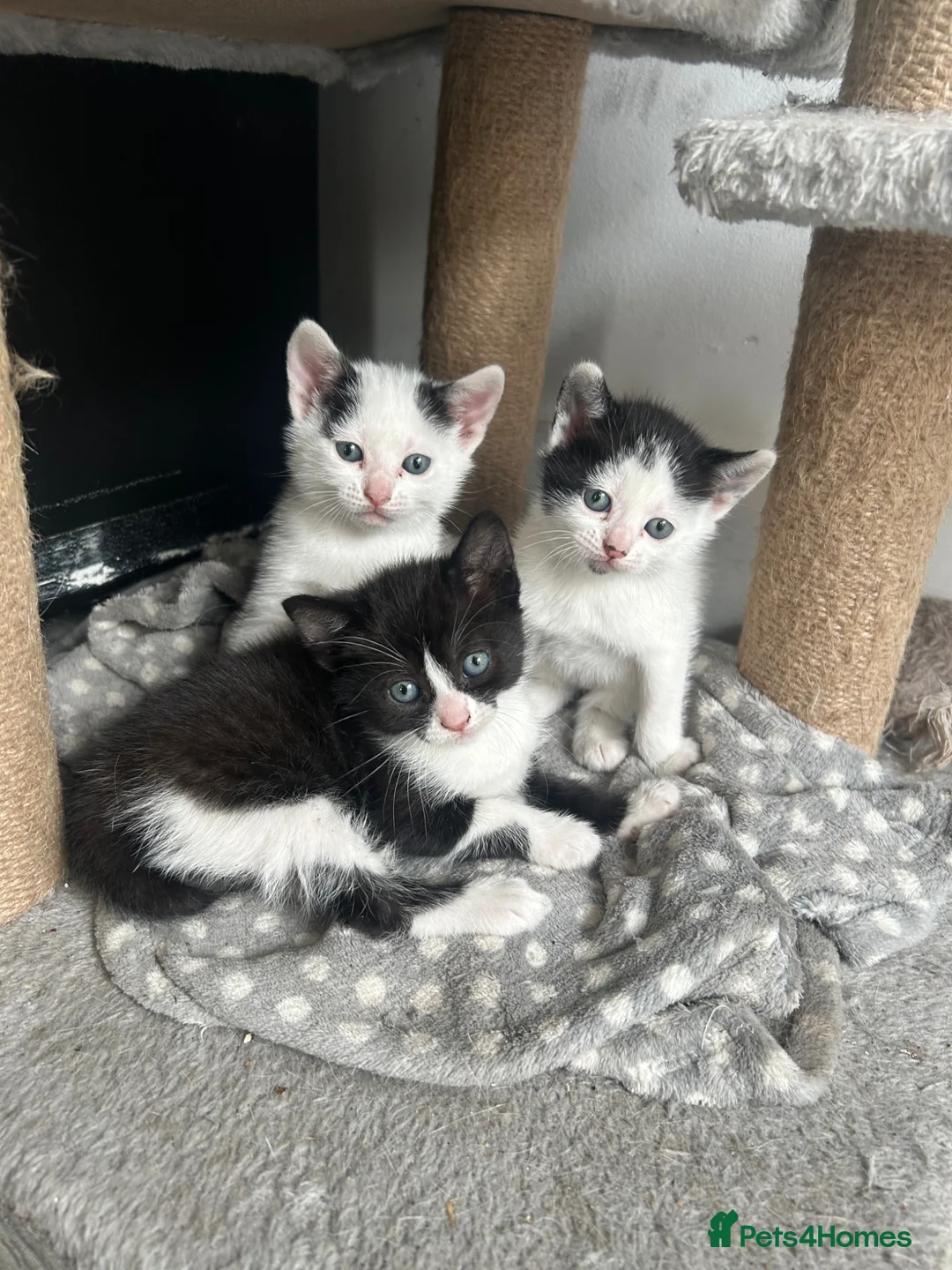 Mixed Breed cats for sale: Kittens for sale  - Advert 1