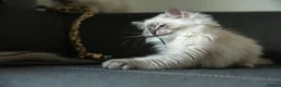 Ragdoll cats for sale: Beautiful GCCF Registered Ragdoll Kittens in Helensburgh - Advert 13