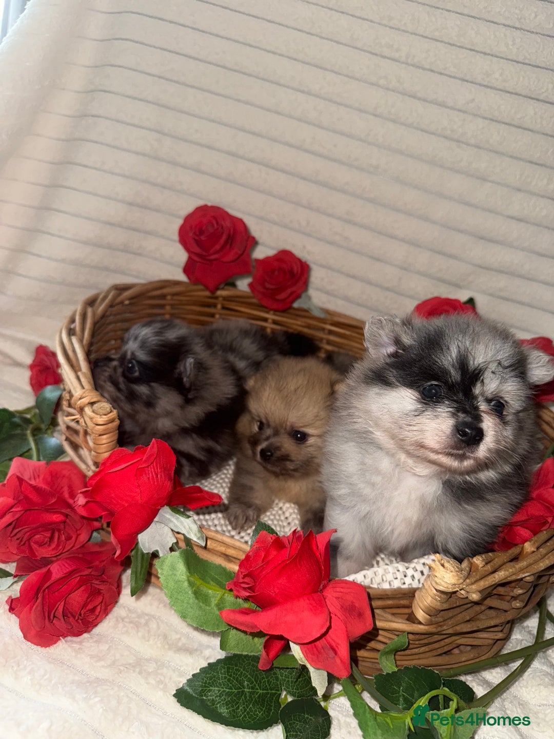 Pomeranian dogs for sale: Merle miniature Pomeranians  - Image 10