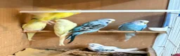 Budgerigars birds for sale: Young mixed coloured budgies for sale  - Advert 4