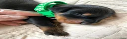 Dobermann dogs for sale: KC REGISTERED DOBERMAN PUPS - Advert 6