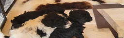 Yorkiepoo dogs for sale: Yorkiepoos Stunning litter from Licensed Breeder  - Advert 3