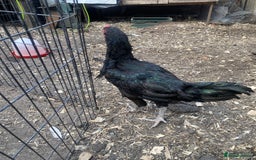 Chickens poultry for sale: Aseel cross cockerel, aseel hens & shamo hen in London - Image 2