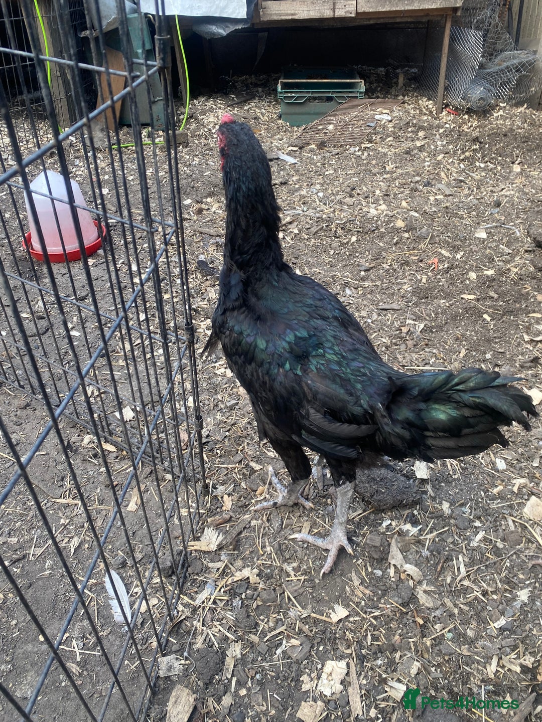 Chickens poultry for sale: Aseel cross cockerel, aseel hens & shamo hen in London - Image 2