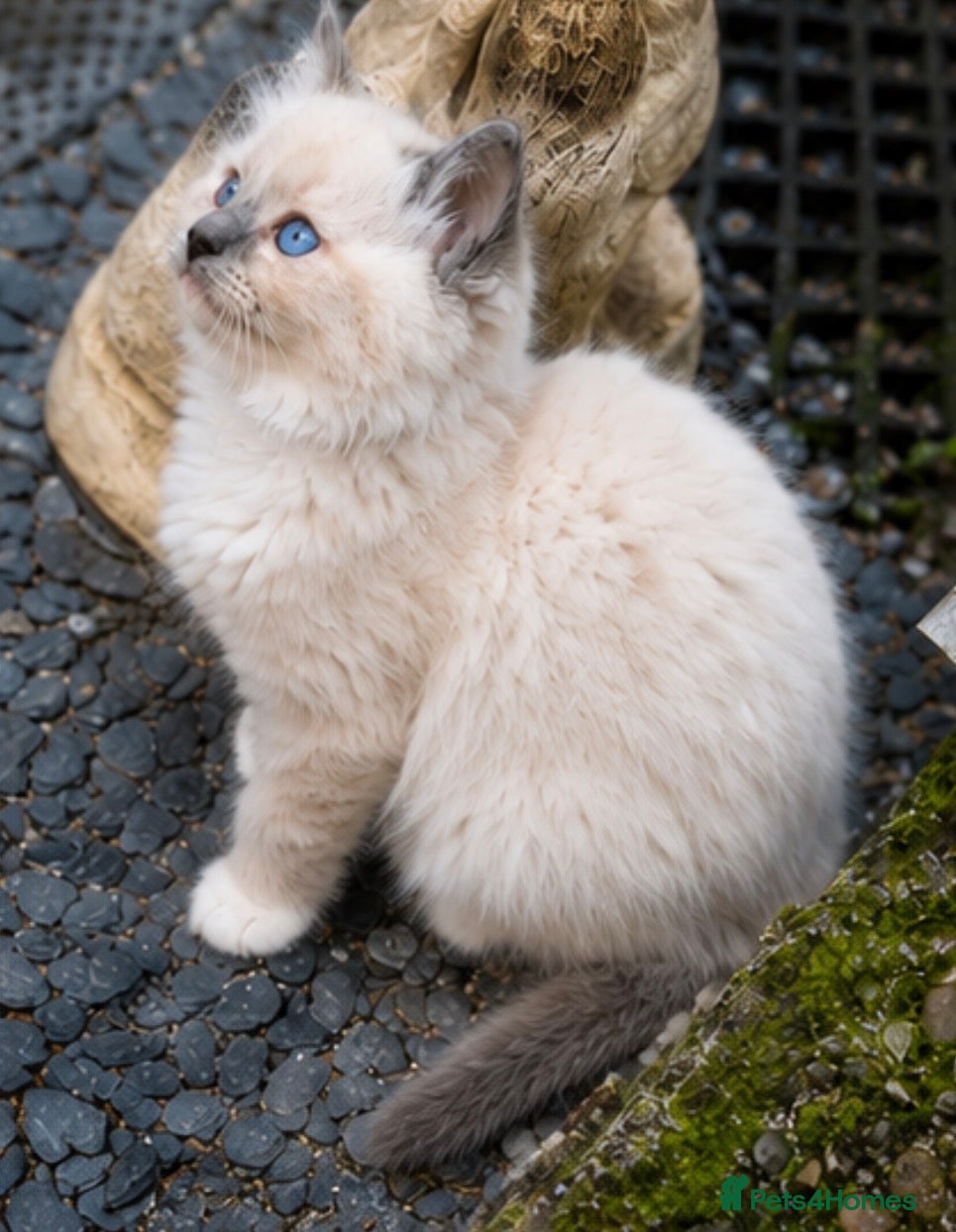 Ragdoll cats Blue Point Ragdolls | Celestial Litter - Advert 2