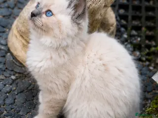 Ragdoll cats Blue Point Ragdolls | Celestial Litter - Advert 2