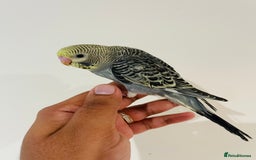 Budgerigars birds for sale: Hand reared budgies for sale  - Image 21
