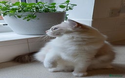 Ragdoll cats for sale: 🔥PRESTIGIOUS BEAST SIZE EU FEMALE🔥  - Advert 15