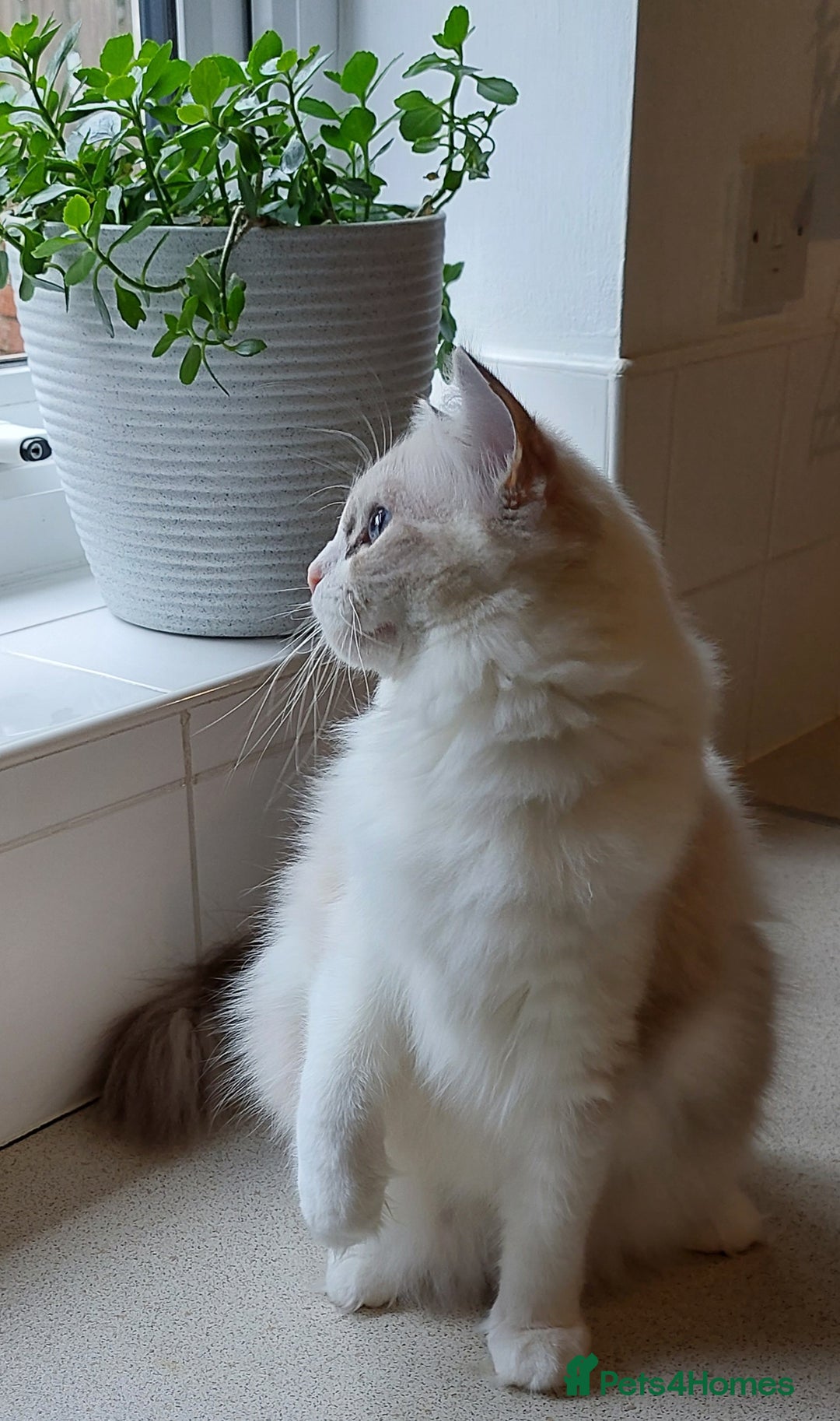 Ragdoll cats for sale: 🔥PRESTIGIOUS BEAST SIZE EU FEMALE🔥  - Advert 15