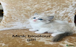 Ragdoll cats for sale: Beautiful ragdoll kittens - Image 9