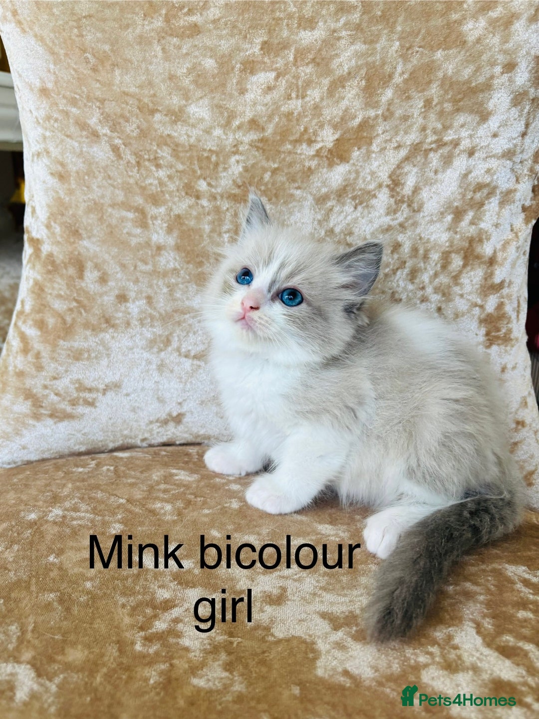 Ragdoll cats for sale: Beautiful ragdoll kittens - Image 9